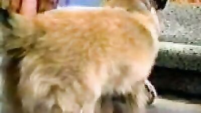 Animal zoo sex: bestiality breed