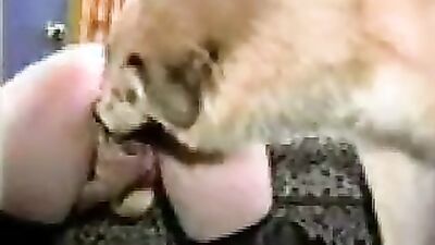 Animal zoo sex: bestiality breed