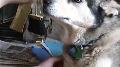 Girls s dogs: porn zoo 2027