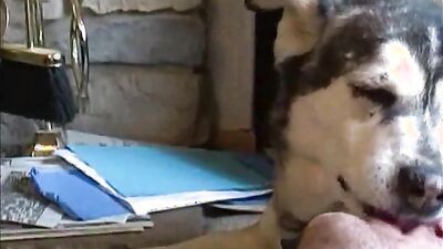 Girls s dogs: porn zoo 2027