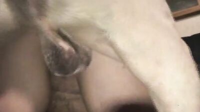 Bestiality video: porno game bestiality