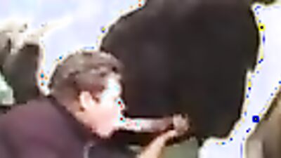 Dogs having sex: humans having sex with animals