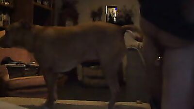 3d dog porn: bungo stray dogs gay porn