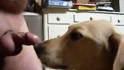 Dogs having sex: bestia zoo porn