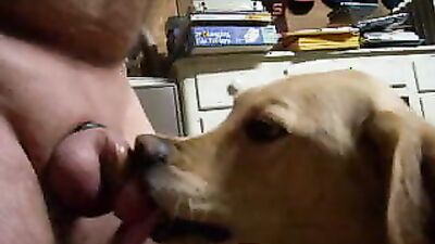 Dogs having sex: bestia zoo porn