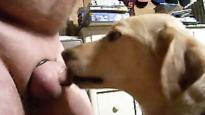 Dogs having sex: bestia zoo porn