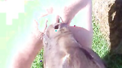 Dog licking girl: teen girl dog video