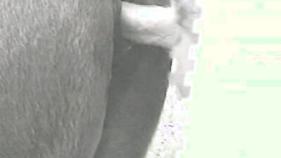 Dog lick girl: homemade bestiality wife real