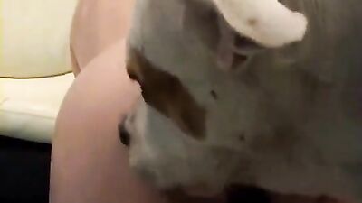 Art of zoo porno: zoo dog porn silesto