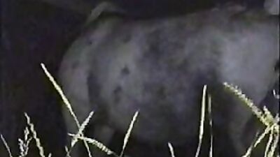 Women's dog sex: zoo porn sonya