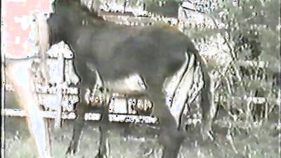 Fucking dogging porn: sex dogs monster