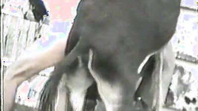 Fucking dogging porn: sex dogs monster