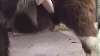 Teen zoo porn: dog x cat porn
