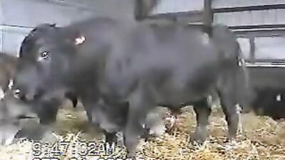 Women's dog sex: real animals sex tubes