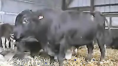 Women's dog sex: real animals sex tubes