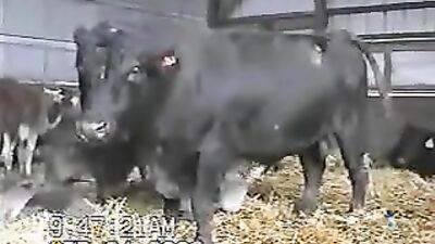 Women's dog sex: real animals sex tubes