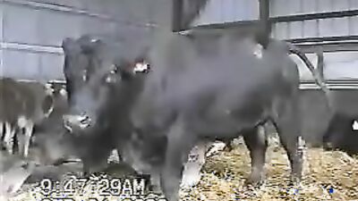 Women's dog sex: real animals sex tubes
