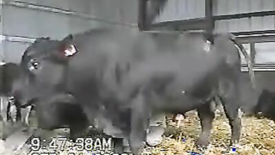 Women's dog sex: real animals sex tubes