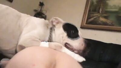 Dogs having sex: sex dogs boys