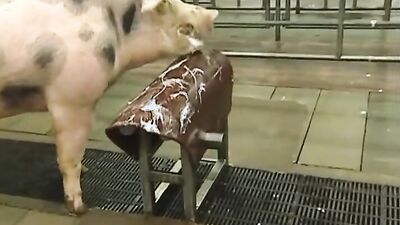 Mimi dog girl: bestiality creampies