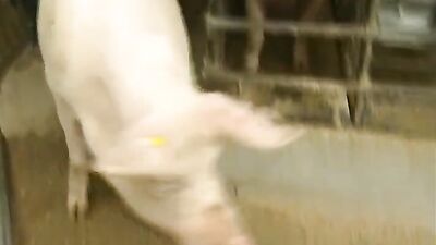 Mimi dog girl: bestiality creampies