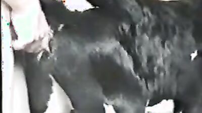 Bestiality comics: porn animals cat
