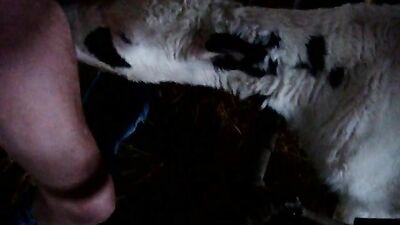 Dog fucking girl: bestiality dog knotted
