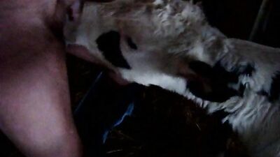Dog fucking girl: bestiality dog knotted