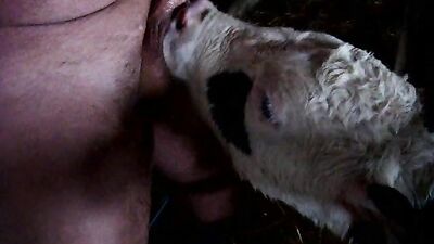 Dog fucking girl: bestiality dog knotted