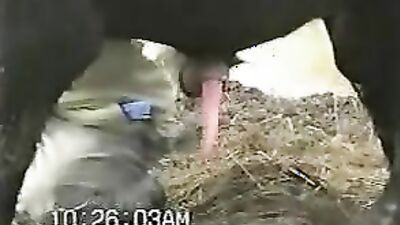 Mimi dog porn: mare bestiality porno