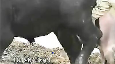 Mimi dog porn: mare bestiality porno