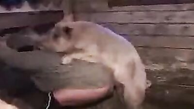 Bestiality hentai manga: alone wife home sex dog
