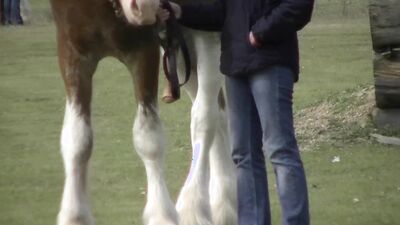 Zoo dog sex: art of zoo video