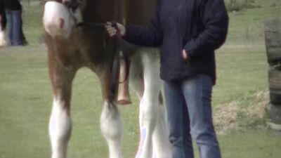 Zoo dog sex: art of zoo video