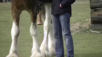 Zoo dog sex: art of zoo video