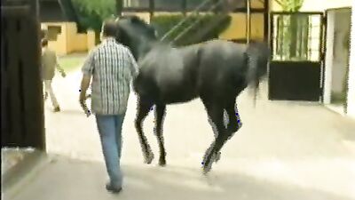 Dog girl: www porno animal com