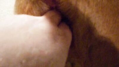 Zoo horse porn: porn dog suck man