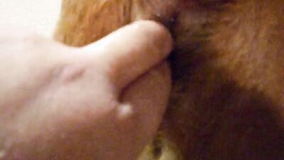Zoo horse porn: porn dog suck man
