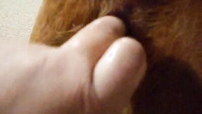 Zoo horse porn: porn dog suck man