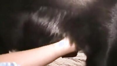 Girls s dogs: dog lick pussy girl