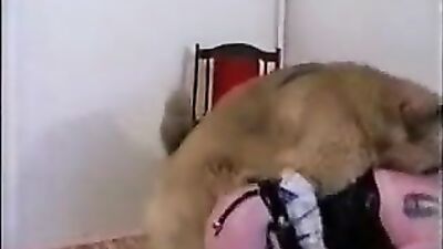 Dog fuck girl: fuck dog sex anal zoogirls seamlees com
