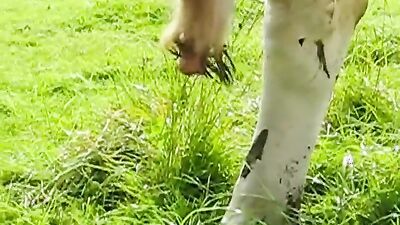 Dog fuck porn: wife fucking dog porn