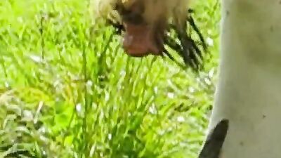 Dog fuck porn: wife fucking dog porn