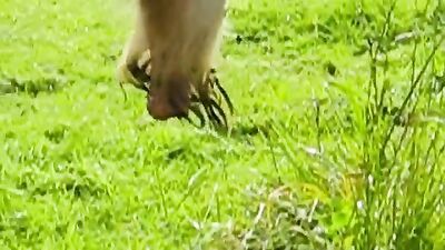 Dog fuck porn: wife fucking dog porn