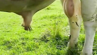 Dog fuck porn: wife fucking dog porn