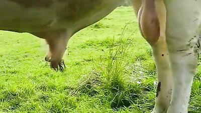 Dog fuck porn: wife fucking dog porn