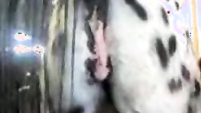 Bestiality games: art of zoo video hd
