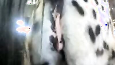 Bestiality games: art of zoo video hd