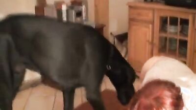 Dog sex video: taboo zoo porn