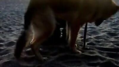 Bestiality sex id: zoo porn missionary